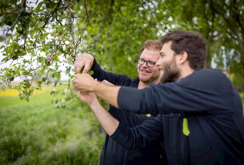 Baum- und Strauchschnitt